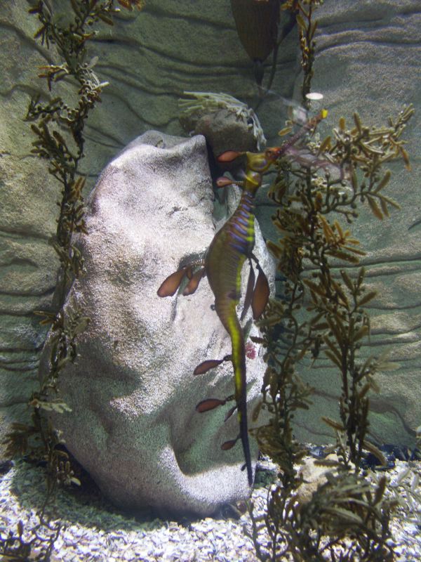 Aquarium Sydney