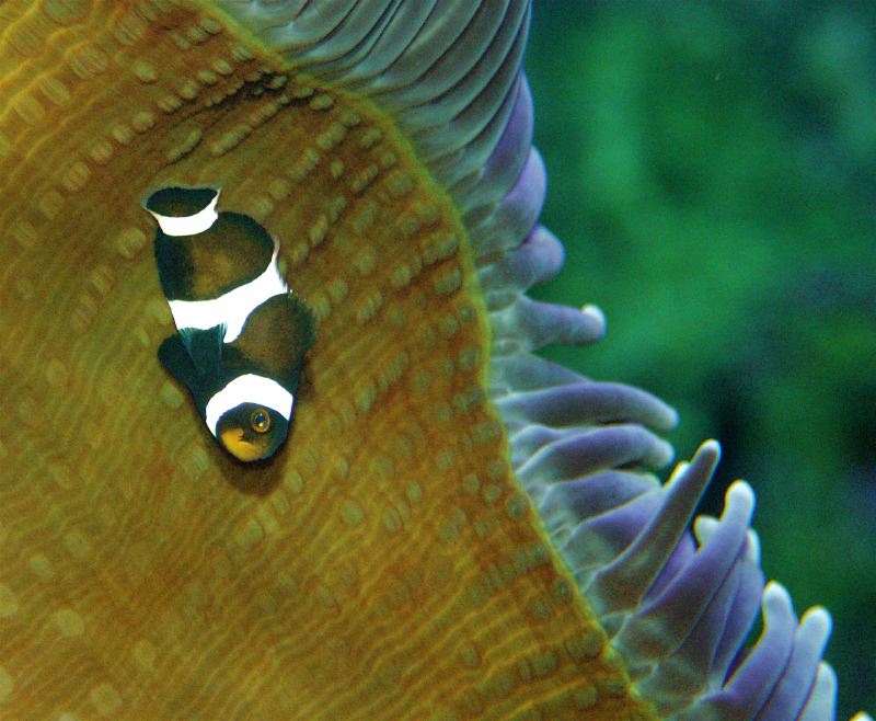 Aquarium Sydney