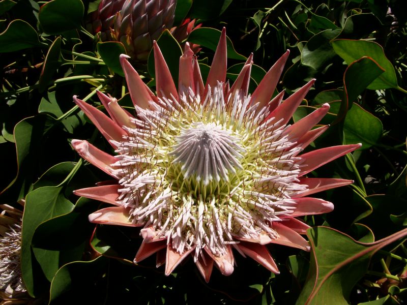 Proteaceae