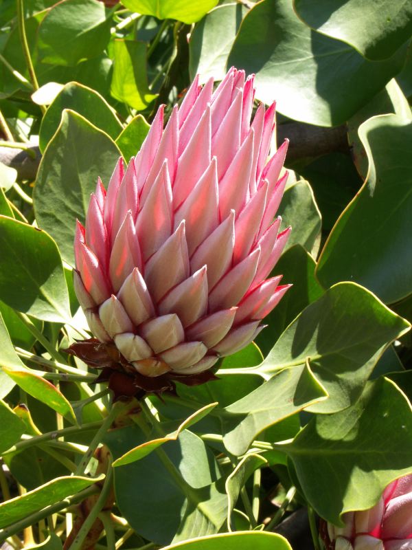 Proteaceae