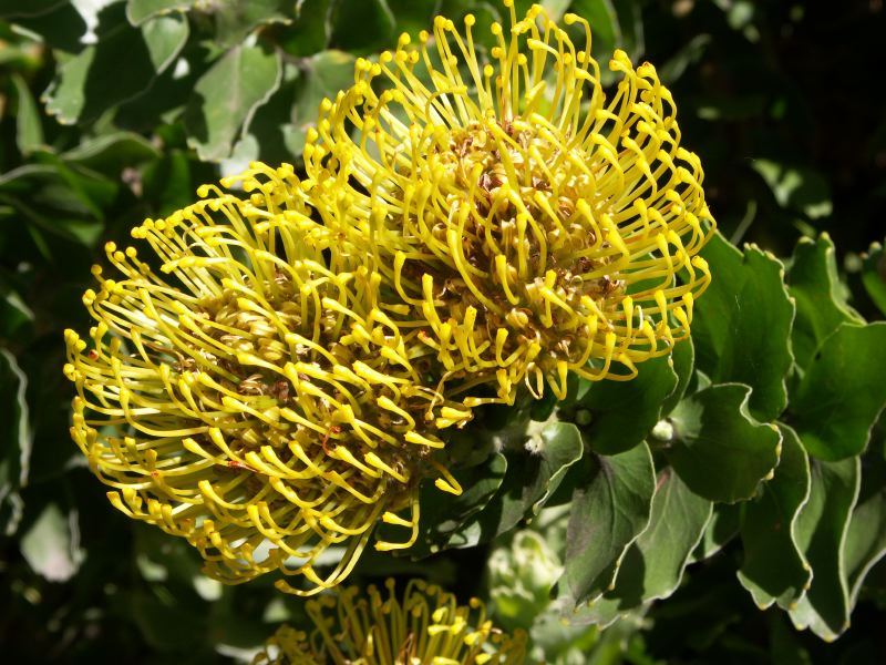 Proteaceae