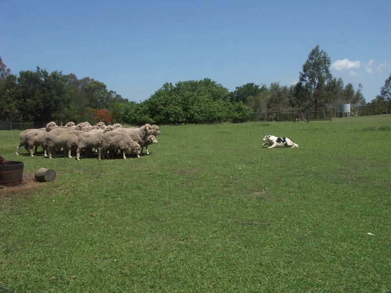 Koalas Lone Pine Park