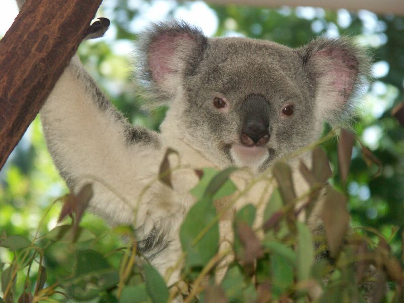 Koalas Lone Pine Park