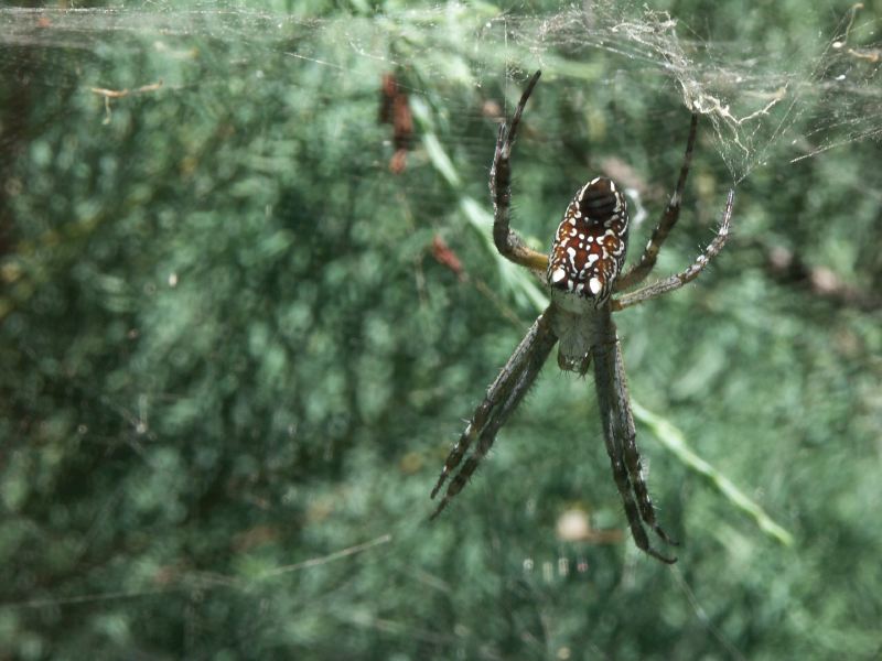 Brisbane botanic garden