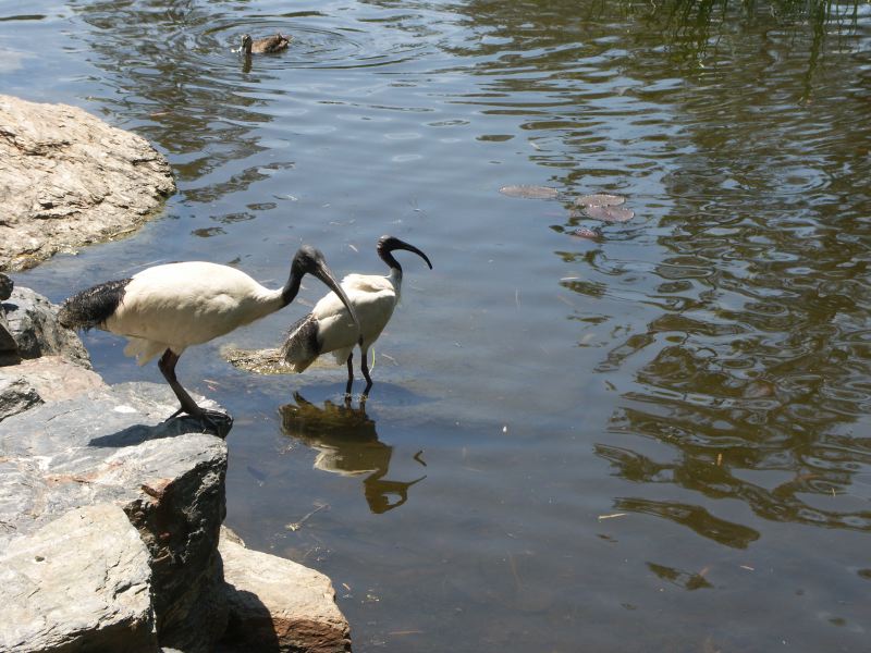 Brisbane botanic garden