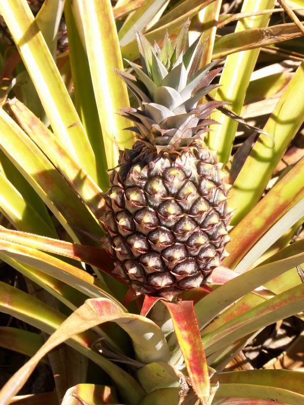 Ananas