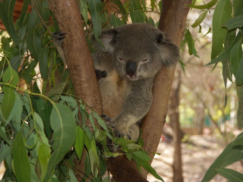 Billabong Sanctuary koala