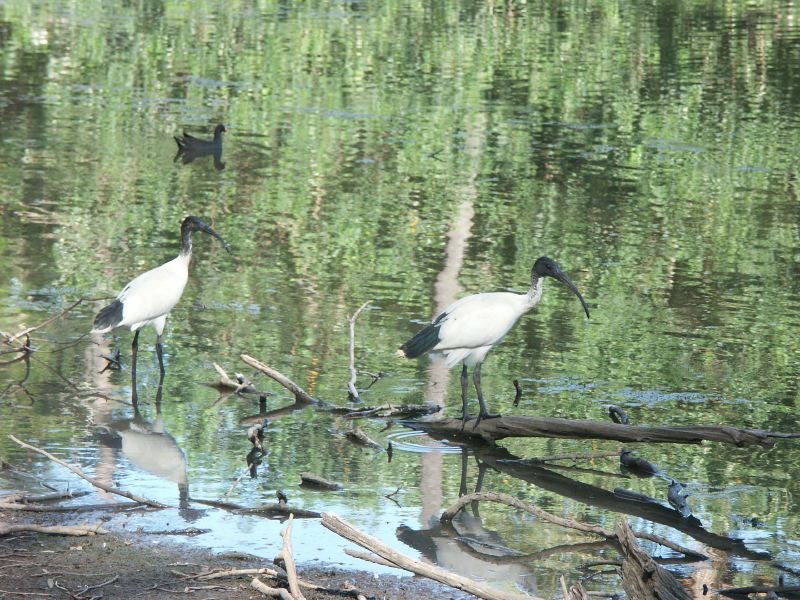 Billabong Sanctuary