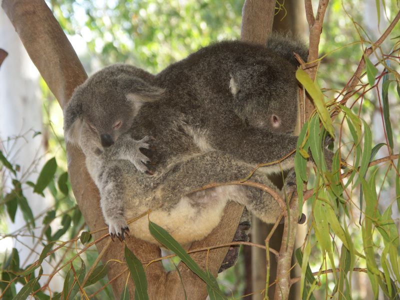 Billabong Sanctuary koala