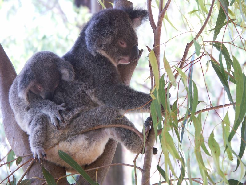 Billabong Sanctuary koala