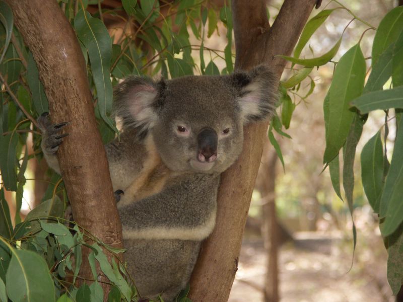 Billabong Sanctuary koala