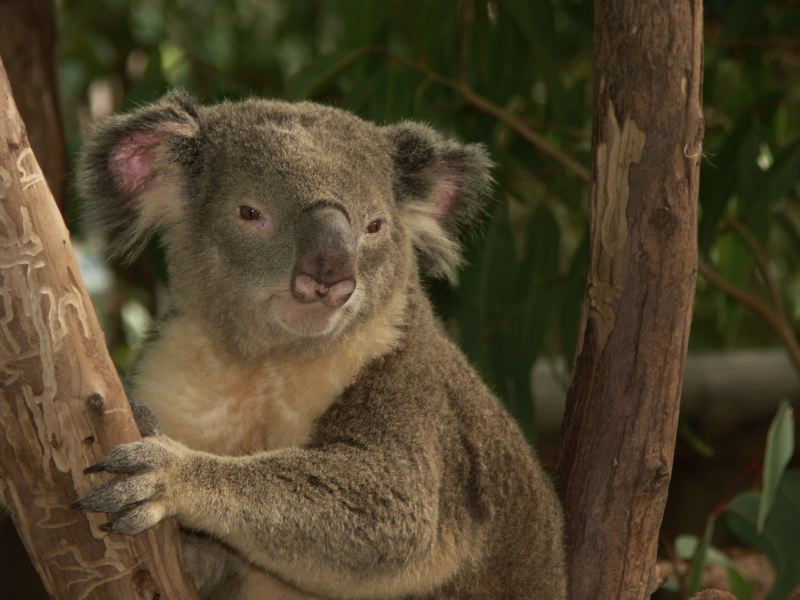 Billabong Sanctuary koala