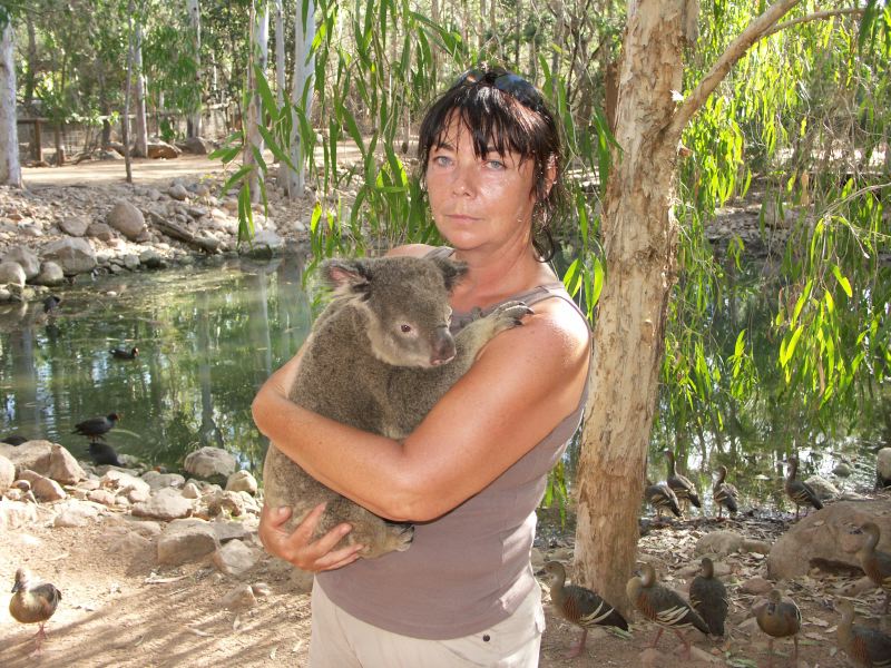 Billabong Sanctuary koala