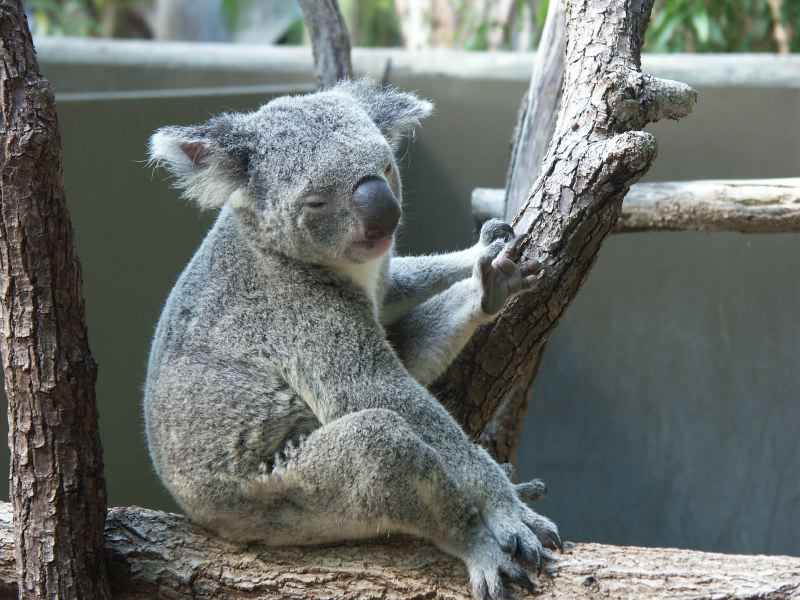 Billabong Sanctuary koala