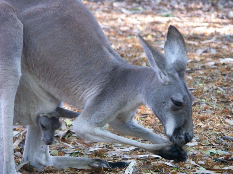 Billabong Sanctuary