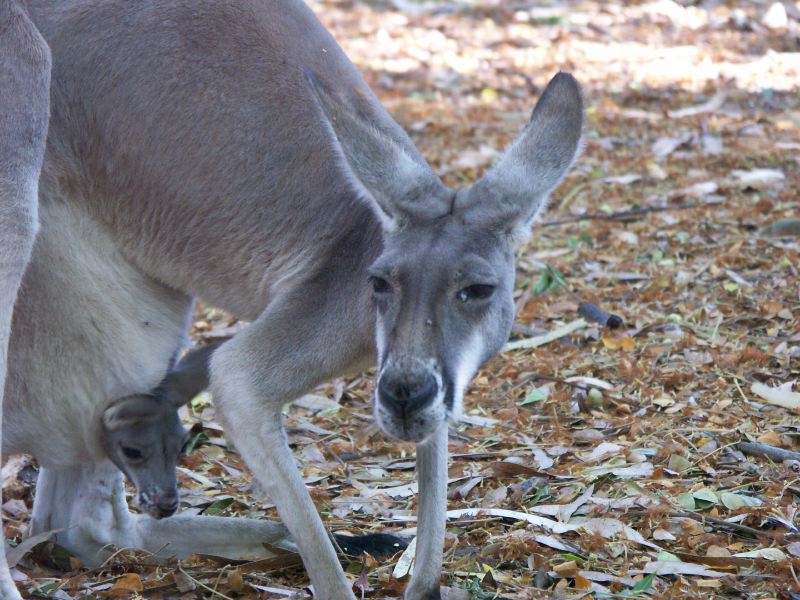 Billabong Sanctuary