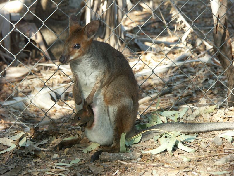 Billabong Sanctuary