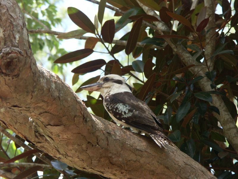 Kookaburra