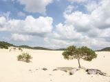 Fraser Island