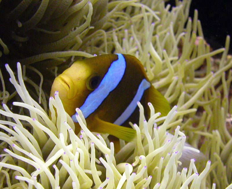 Cairns Grande Barriere de Corail poissons