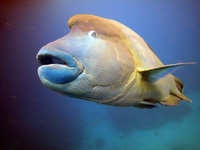 Cairns Grande Barriere de Corail poissons