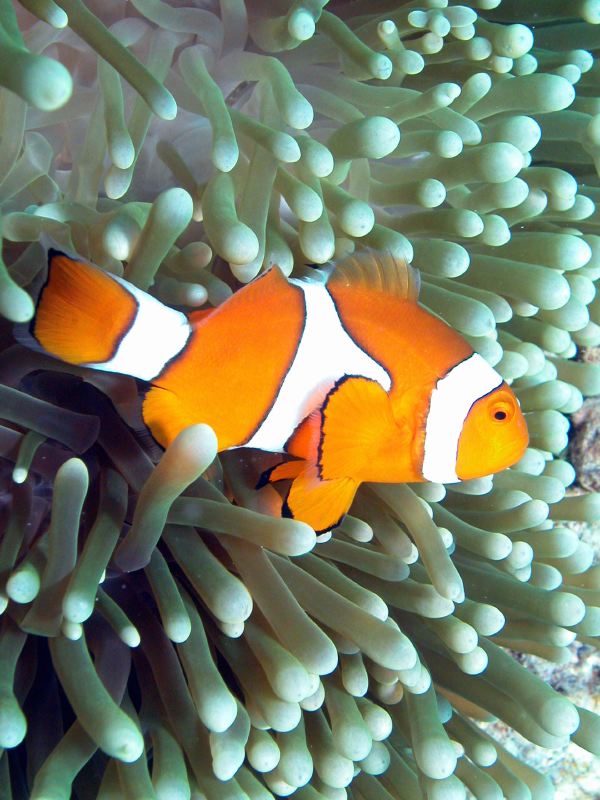 Cairns Grande Barriere de Corail poissons