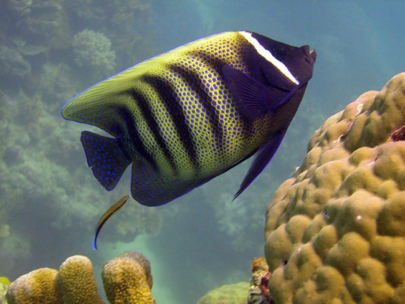 Cairns Grande Barriere de Corail poissons