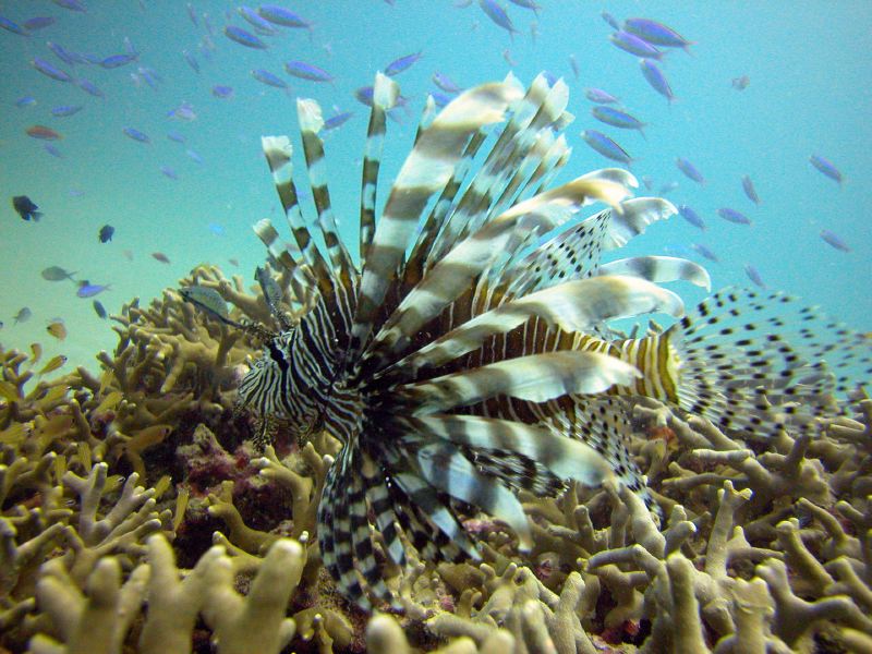 Cairns Grande Barriere de Corail poissons
