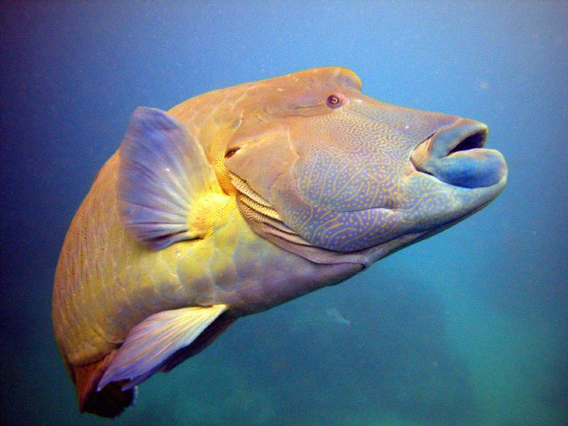 Cairns Grande Barriere de Corail poissons