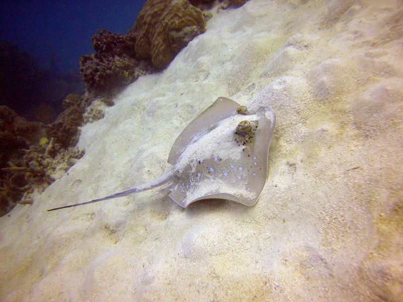 Cairns Grande Barriere de Corail poissons