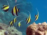 Cairns Grande Barriere de Corail poissons