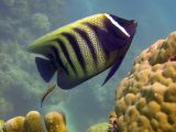 Cairns Grande Barriere de Corail poissons