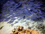 Cairns Grande Barriere de Corail poissons