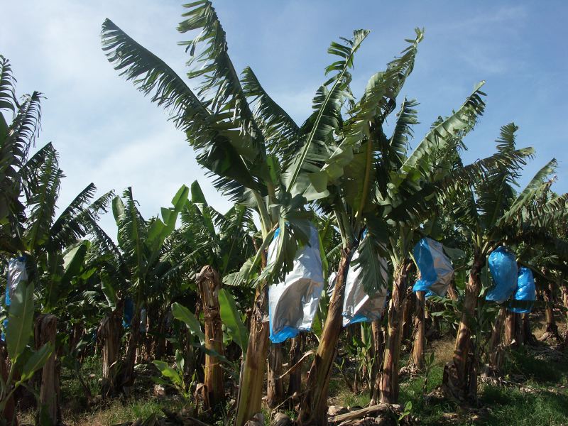 Tully plantation de bananes