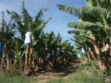 Tully plantation de bananes