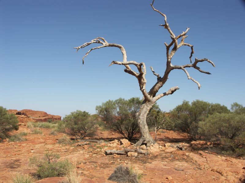 Kings canyon
