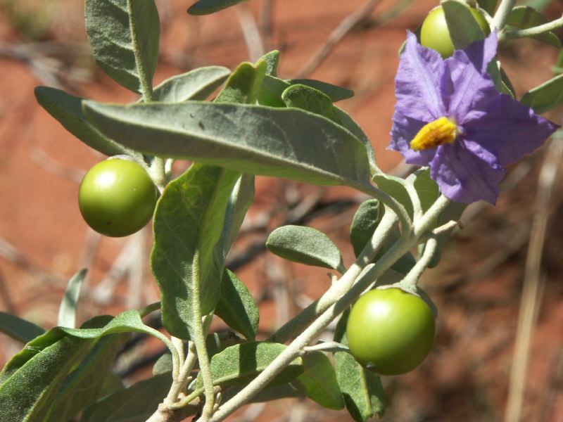 Native tomato