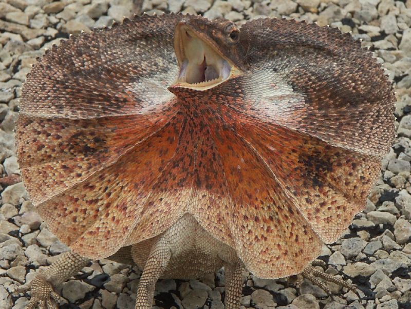 Frilled lezard