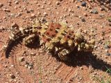 Thorny devil