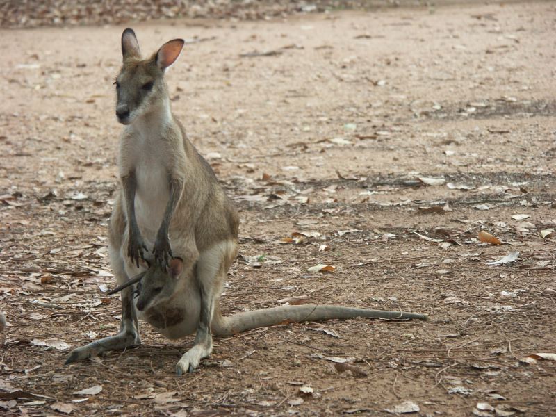 Mataranka