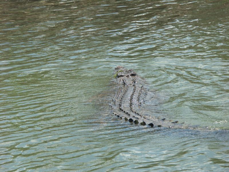 Kakadu - 20