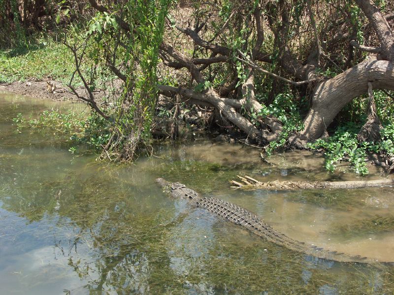 Kakadu - 25