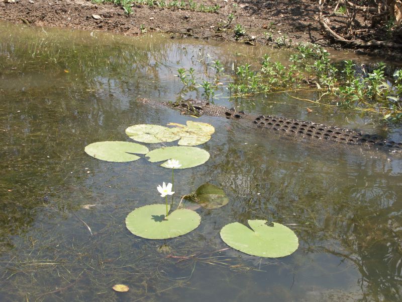 Kakadu - 17