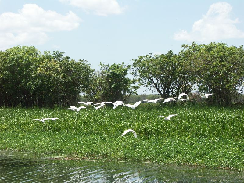 Kakadu - 31