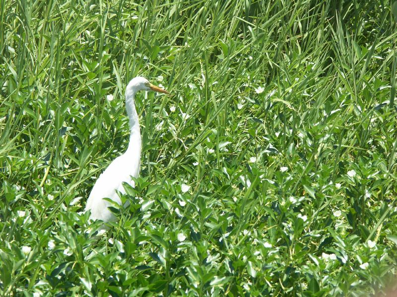 Kakadu - 43