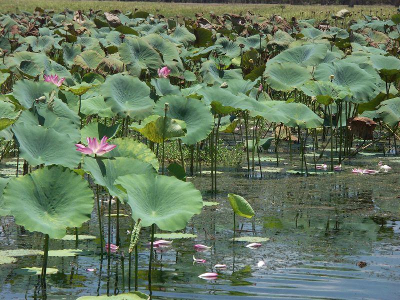 Kakadu - 48