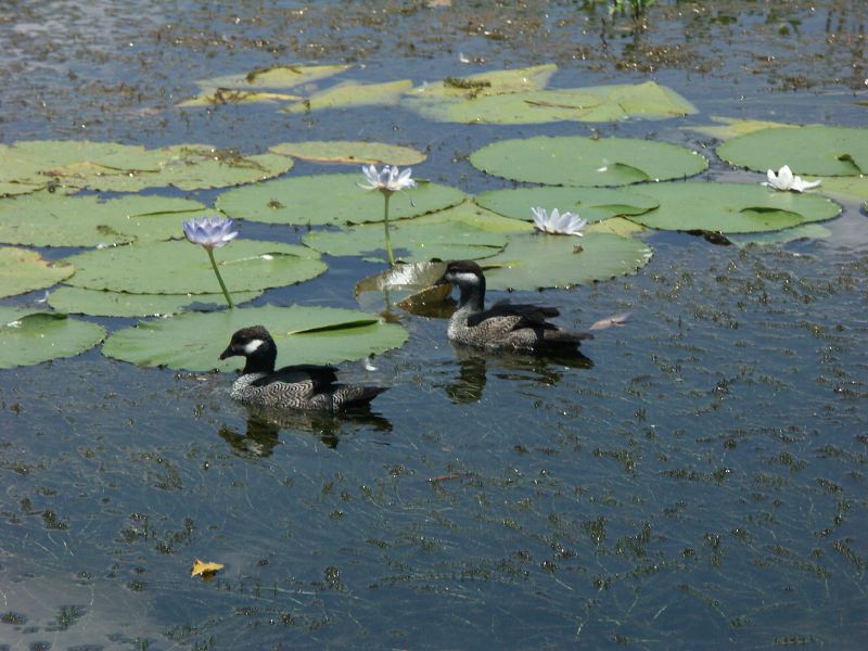 Kakadu - 53