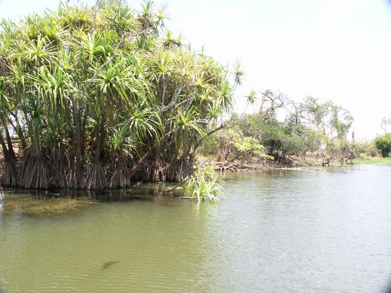 Kakadu - 29