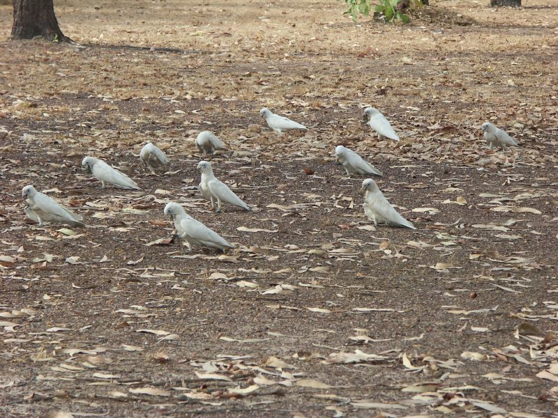 Kakadu - 5