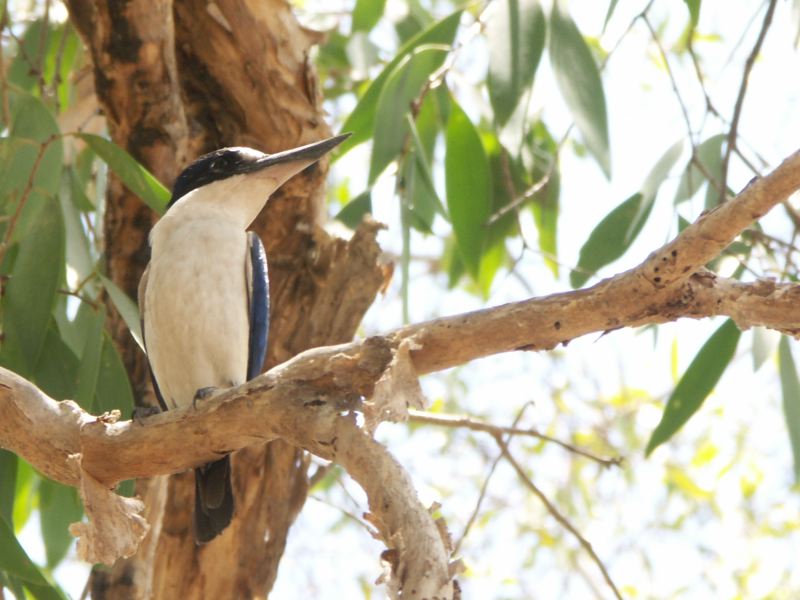 Kakadu - 31